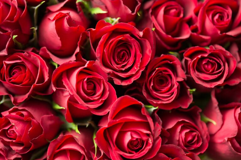 Foto de rosas rojas por san Valentin